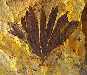 ginkgo huttoni, Jurassic, Scarborough, UK
