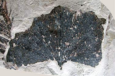 Ginkgo jiayinensis, Wuyun Formation Jiayin, China