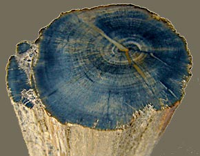petrified Ginkgo wood Arizona (photo Cor Kwant)