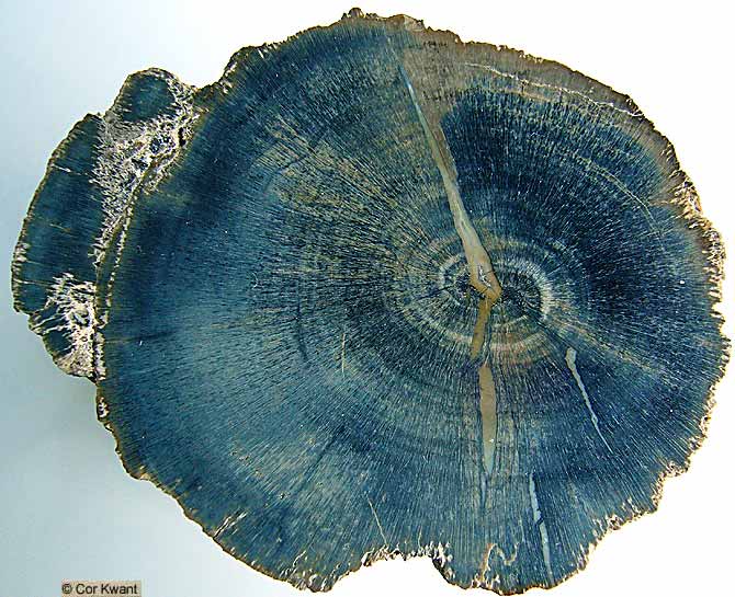 petrfied Ginkgo wood, Arizona (photo Cor Kwant)