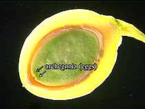 archegonia