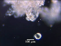 swimming Ginkgo sperm