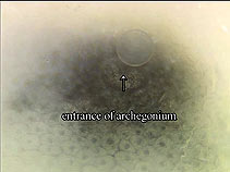 fertilization