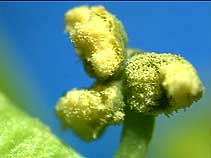 pollen grains