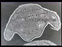 Ginkgo pollen grain
