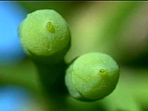Ginkgo ovules
