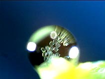 droplet with pollen