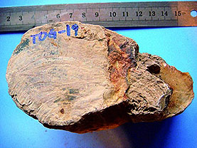Ginkgoxylon liaoningense