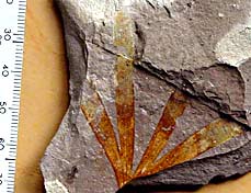 Ginkgo patagonica Eocene, Argentina