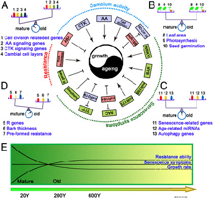 Ginkgo tree almost immortal. Picture article PNAS