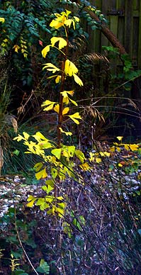 Ginkgo seedling in garden (photo Cor Kwant)