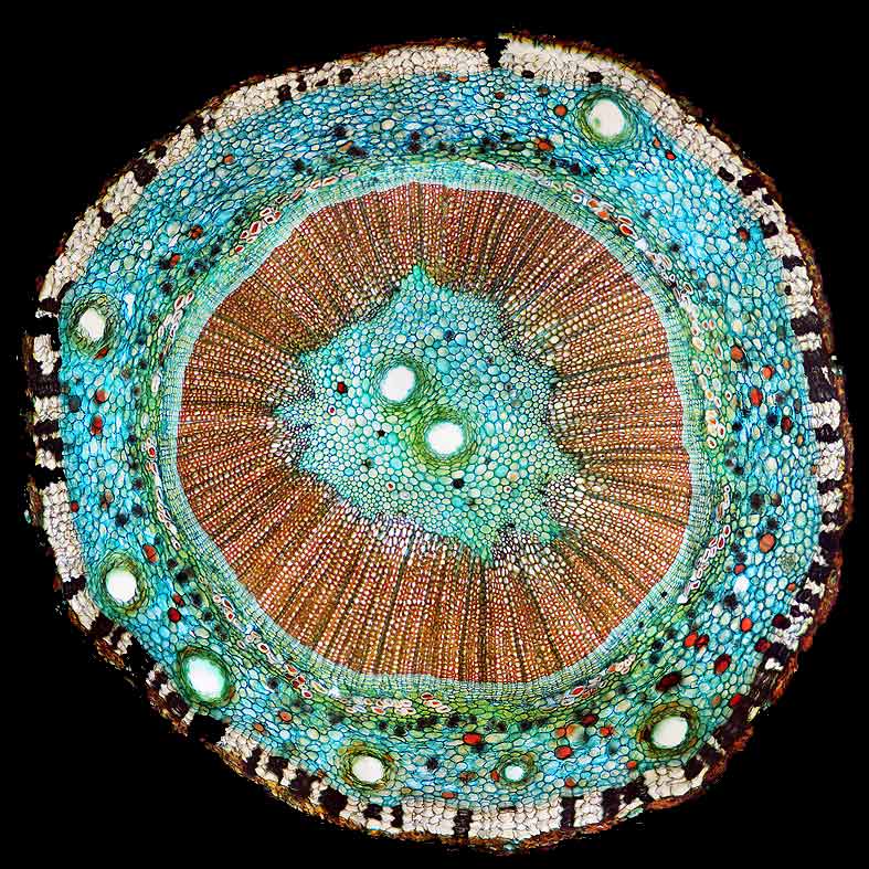 Ginkgo biloba stem cross section