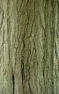 Ginkgo bark (photo Cor Kwant)