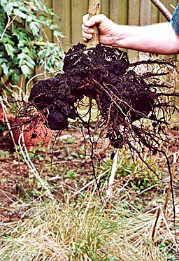 Ginkgo roots (photo Cor Kwant)