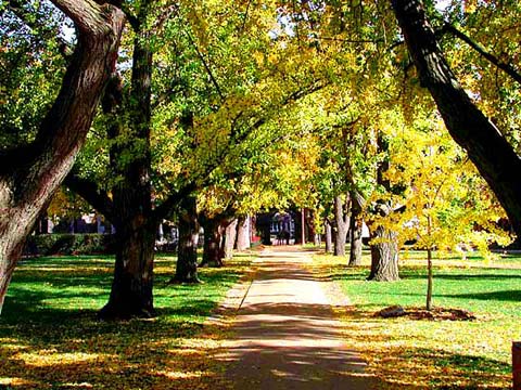 Ginkgo Walk
