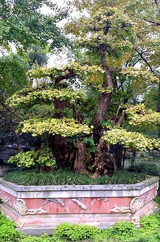 Jinjiang Bonsai garden (photo: James Wilkins)