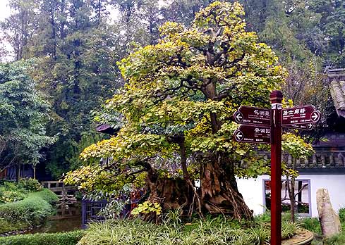 Jinjiang Bonsai garden (photo: James Wilkins)