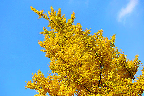 Ginkgo hojas - leaves (photo Cor Kwant)
