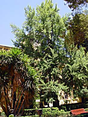 Ginkgo Granada (photo Cor Kwant)