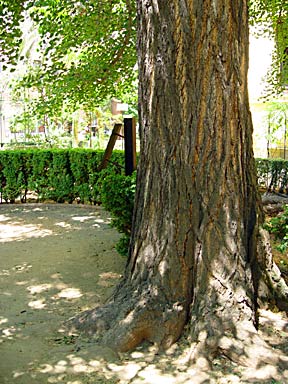 Ginkgo Granada (photo Cor Kwant)