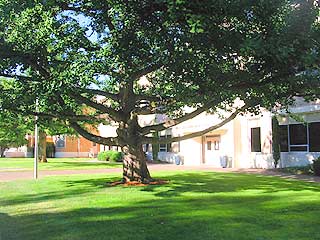 Ginkgo biloba 'Gresham' (photo Colin Swales)