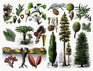 Gymnosperms (picture: Wikipedia)