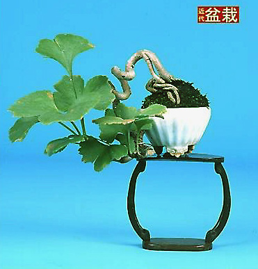 Han kengai (photo Tengu)
