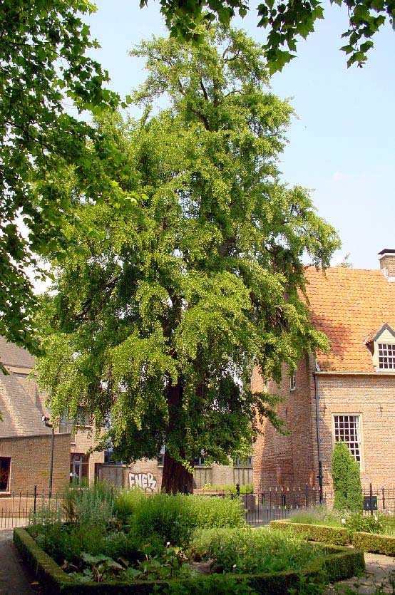 Harderwijk (photo: Cor Kwant)