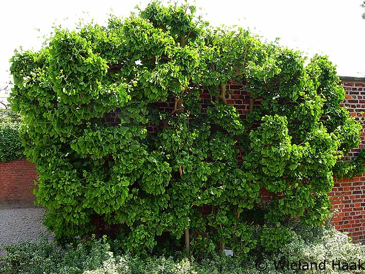 Ginkgo espalier (photo Wieland Haak)