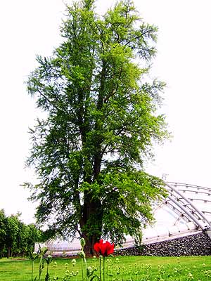 Herrenhausen
