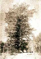 Hirase Ginkgo around 1900