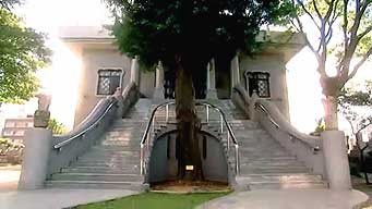 Hosen-ji ginkgo (videosnap Super Plantes  l'indestructible Ginkgo)