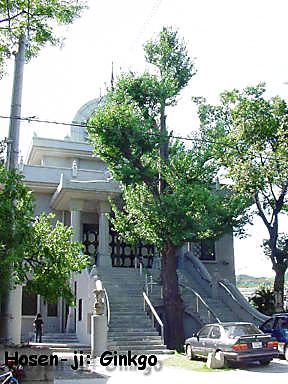 Hiroshima Ginkgo, Housenbou (photo Mandy Conti)