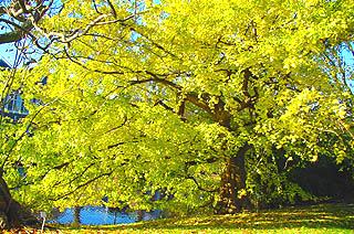 Ginkgo biloba 'Horizontalis' (photo Cor Kwant)