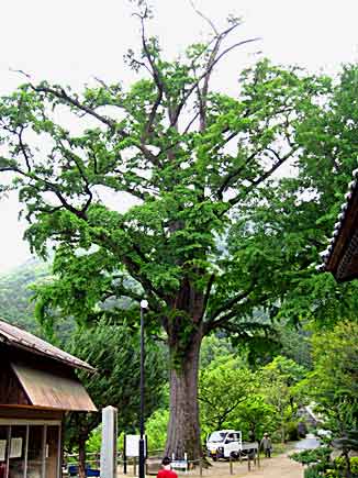 Kawara, Jinguin Temple (photo Yasunori Yamamoto)