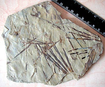 Sphenobaiera Karoo Basin Africa Triassic (photo David Scarboro)