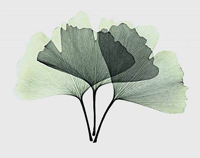 Ginkgo leaves X-rayography (image Albert Koetsier)