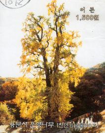 Ginkgo at Yongmun-san temple