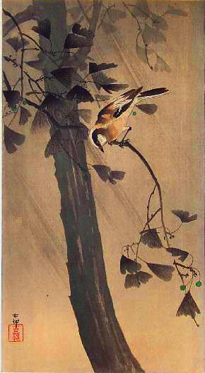 Koson_Ginkgo