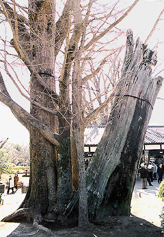 Kumamoto castle 2 (photo Sando Tomoki)