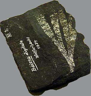 Ginkgo fossil Perm Kupferschiefer Germany (photo Cor Kwant)