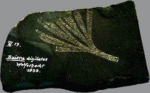 Ginkgo fossil Perm Germany (photo Cor Kwant)