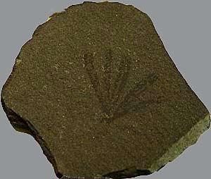 Ginkgo fossil Perm Kupferschiefer Germany (photo Cor Kwant)