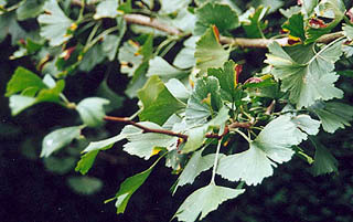 Ginkgo biloba 'Laciniata'  (photo Cor Kwant)