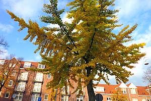 Ginkgo tree (photo Cor Kwant)