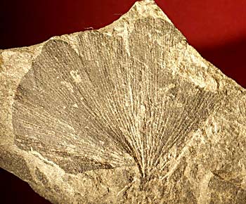 Paleocene Spitsbergen, Ginkgo