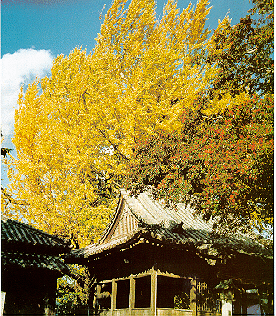 Ginkgo, Kamiita, Japon. Foto: Hidenari Yano.