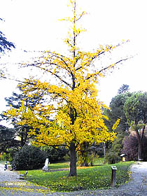 Madrid, Parque del Oeste (photo Carlos Manzano)
