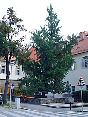 Maribor (photo Cor Kwant)