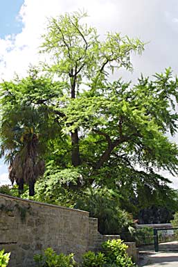 Montpellier Jardin des Plantes (photo Cor Kwant)